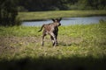Running calf on spring meadow with lake Royalty Free Stock Photo