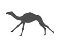 Running camel graphic icon Royalty Free Stock Photo