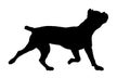 Running cane corso italiano puppy. Italian corso dog or italian mastiff. Black dog silhouette. Pet animals. Isolated on