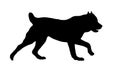 Running central asian shepherd dog puppy. Black dog silhouette. Pet animals. Isolated on a white background Royalty Free Stock Photo