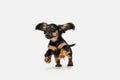 Cute puppy, dachshund dog posing isolated over white background Royalty Free Stock Photo