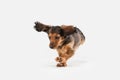 Cute puppy, dachshund dog posing isolated over white background Royalty Free Stock Photo