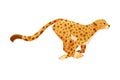 Running Cheetah as African Large Cat with Long Tail and Black Spots on Coat Vector Illustration