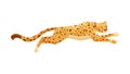 Running Cheetah as African Large Cat with Long Tail and Black Spots on Coat Vector Illustration