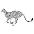 Cheetah Vector - Points Design Royalty Free Stock Photo