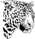 Running Cheetah hand-drawn with ink on white background logo