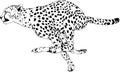 Running Cheetah hand-drawn with ink on white background logo