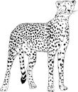 Running Cheetah hand-drawn with ink on white background logo