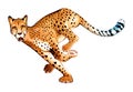 Running cheetah in horizontal pose Royalty Free Stock Photo