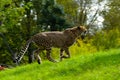 Running cheetah Royalty Free Stock Photo