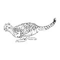 Running Cheetah, wild African cat, vector sketch illustration Royalty Free Stock Photo