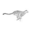 Running Cheetah, wild African cat, vector sketch illustration Royalty Free Stock Photo