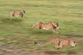 Running Cheetahs Royalty Free Stock Photo