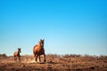 Running chestnut horse in a field. Summer day