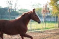 Running chestnut Marwari mare in paddock. India