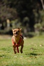 Running Chihuahua