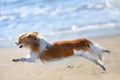 Running chihuahua on the beach