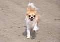 Running chihuahua