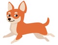 Running Chihuahua dog. Royalty Free Stock Photo