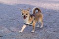 a running chihuahua with a funny face