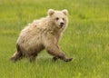 Running Coastal Brown Bear Second Year Cub Royalty Free Stock Photo