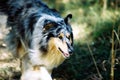 Running collie Royalty Free Stock Photo
