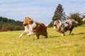 Running collie dogs Royalty Free Stock Photo