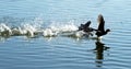 Running common coots on the lake