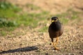 The running common myna or Indian myna bird (Acridotheres tristis) Royalty Free Stock Photo