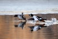 Running couple of Common goldeneyes reflected in pond water surf