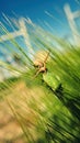 Running crab spider killing green forest bug in barley field Royalty Free Stock Photo