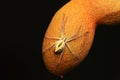 Running crab spider Philodromous sp resting on tamarind, Satara, Maharashtra, India