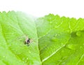 Running crab spider Philodromus dispar