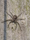 Running crab spider, Philodromus margaritatus Royalty Free Stock Photo