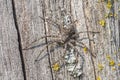 Running crab spider, Philodromus margaritatus Royalty Free Stock Photo