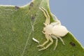 Running crab spider, Psellonus planus, Satara, Maharashtra Royalty Free Stock Photo