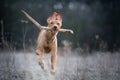 Running crazy portrait of vizsla hunter dog Royalty Free Stock Photo