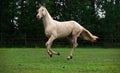 Running creamello purebred akhalteke stallion in paddock Royalty Free Stock Photo