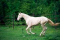 Running creamello purebred akhalteke stallion in paddock Royalty Free Stock Photo