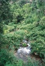 Running Creek in Lush Green Mountain Forest Royalty Free Stock Photo