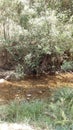 Running Creek Water Flowing Royalty Free Stock Photo
