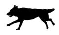 Running czechoslovak wolfdog puppy. Black dog silhouette. Pet animals. Isolated on a white background Royalty Free Stock Photo