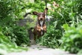 Running Dachshund Royalty Free Stock Photo