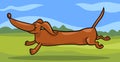 Running dachshund dog cartoon illustration Royalty Free Stock Photo