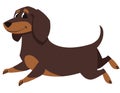 Running Dachshund dog. Royalty Free Stock Photo