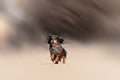 Running dachshund dog