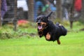 Running dachshund