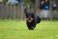 Running dachshund