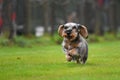 Running dachshund