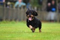 Running dachshund